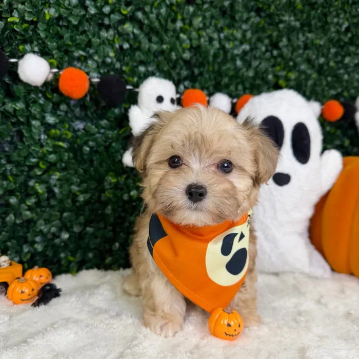 Male Maltipoo puppy named Blaze for sale at Puppy Dreams - Garland.