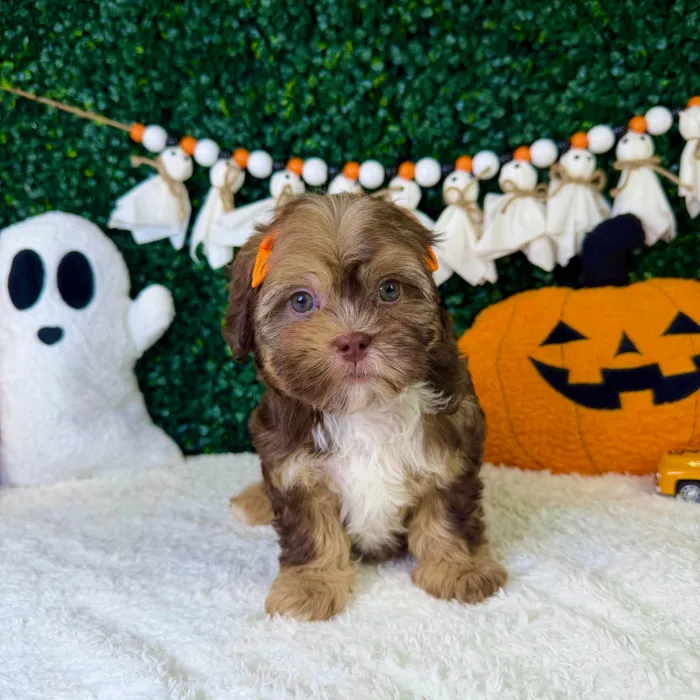 Female Shipoo puppy named Lilie for sale at Puppy Dreams - Garland.