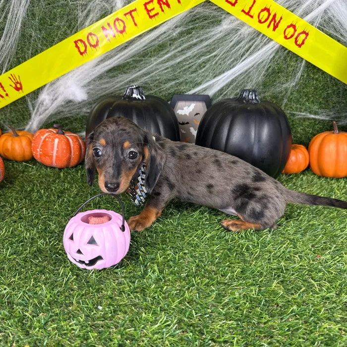 Female Dachshund puppy named Ollie for sale at Puppy Dreams - Arlington.