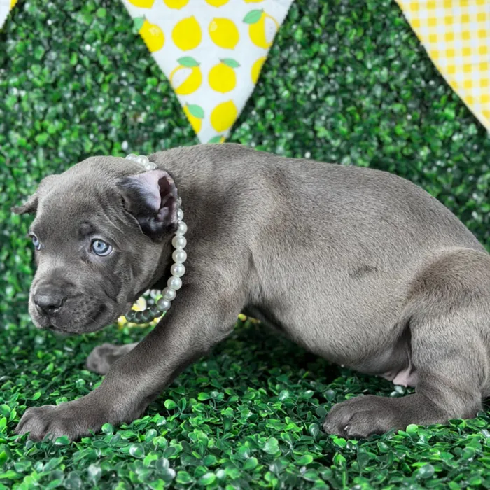 Female Cane Corso puppy named Zena for sale at Puppy Dreams - Carrollton.