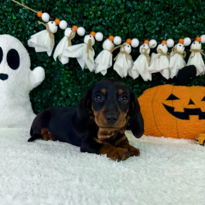 Male Dachshund puppy named Koko for sale at Puppy Dreams - Garland.