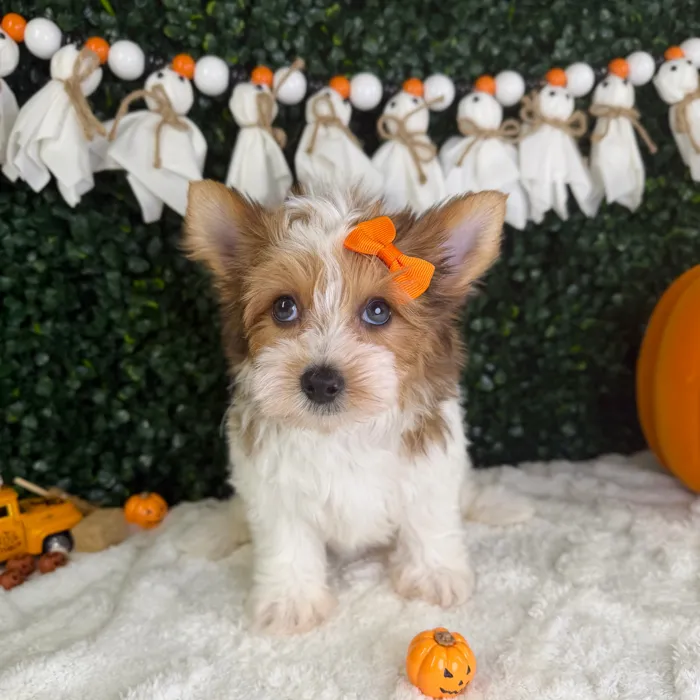 Female Yorkie puppy named Skye for sale at Puppy Dreams - Garland.