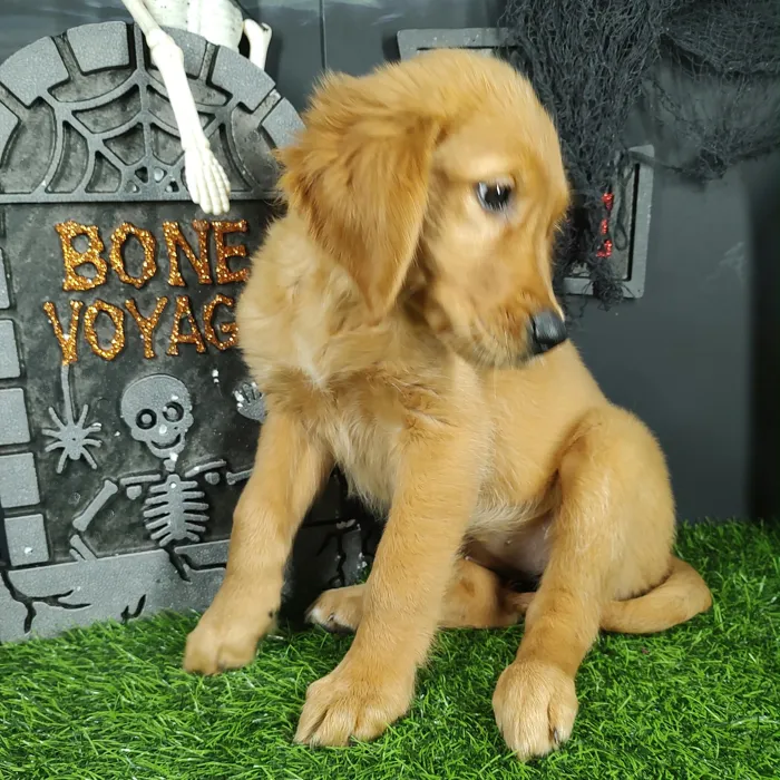 Female Golden Retriever puppy named La Llorona for sale at Puppy Dreams - Mansfield.