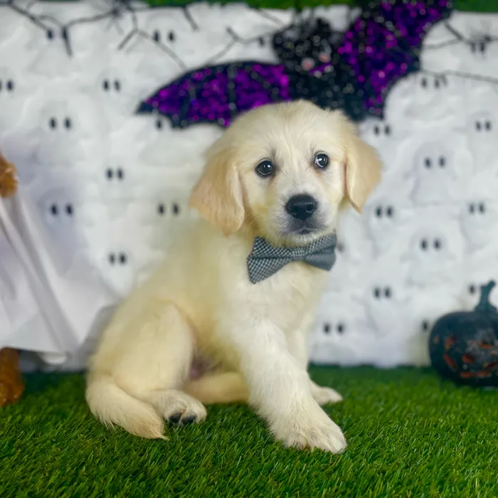 Male Golden Retriever puppy named Romeo for sale at Puppy Dreams - Carrollton.