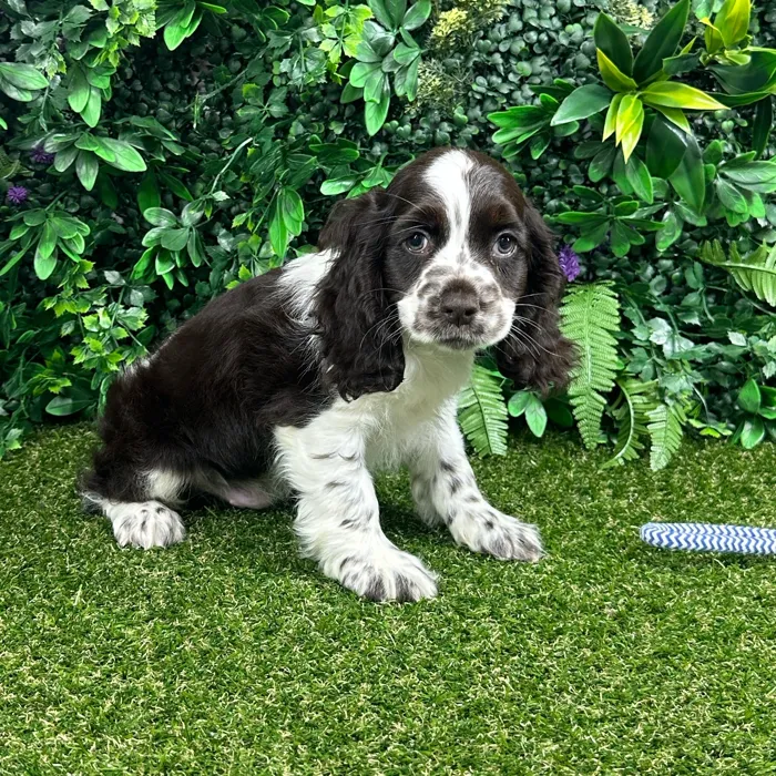 Male Cocker Spaniel puppy named Tommy for sale at Puppy Dreams - Parks Mall.