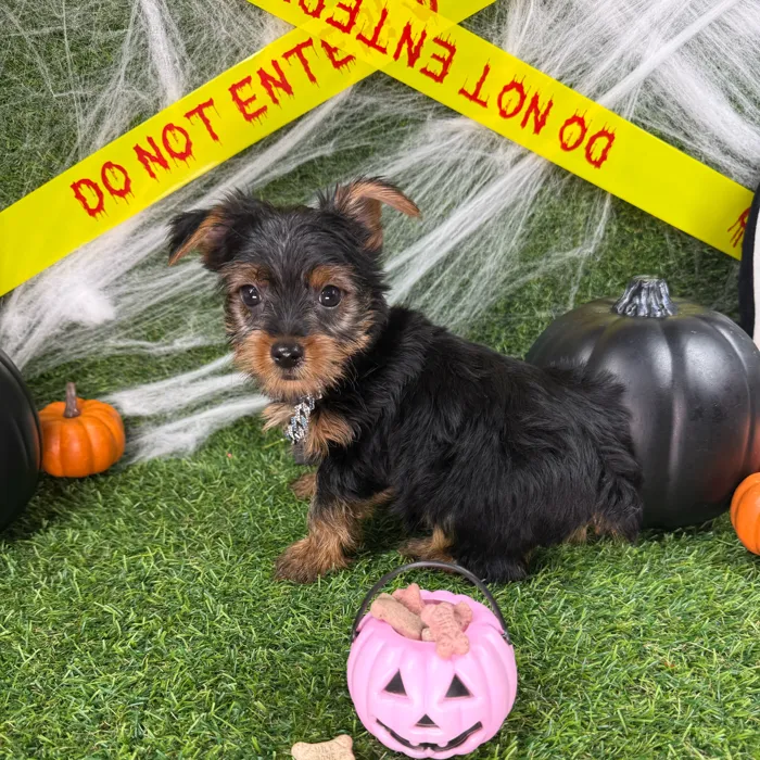 Male Yorkie puppy named Luie for sale at Puppy Dreams - Arlington.