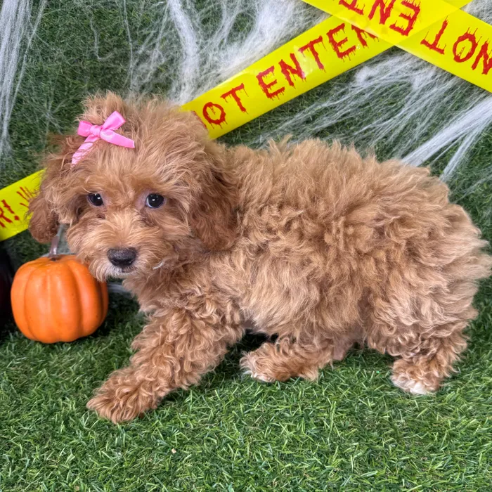 Female Mini Poodle puppy named Piper for sale at Puppy Dreams - Arlington.