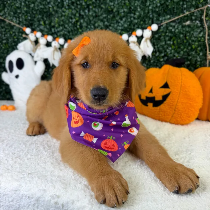 Female Golden Retriever puppy named Miso for sale at Puppy Dreams - Garland.