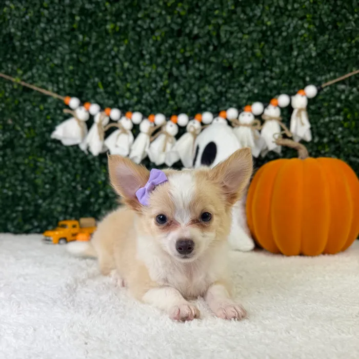 Female Chihuahua puppy named Elsi for sale at Puppy Dreams - Garland.