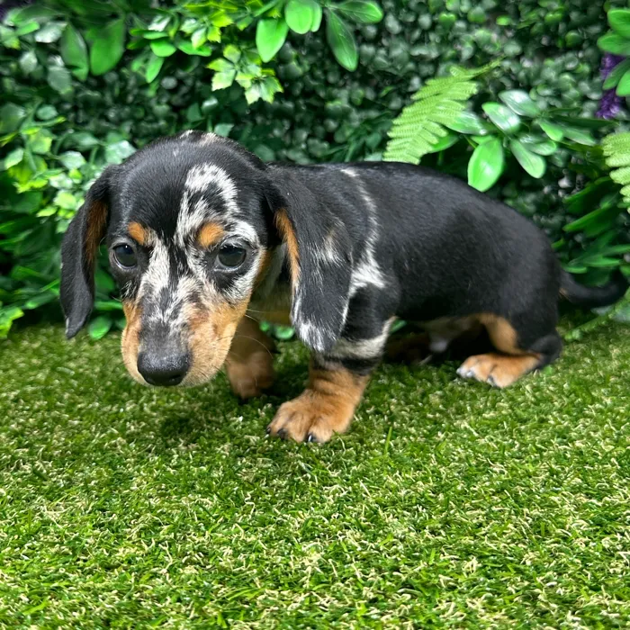 Male Dachshund puppy named Arline for sale at Puppy Dreams - Parks Mall.