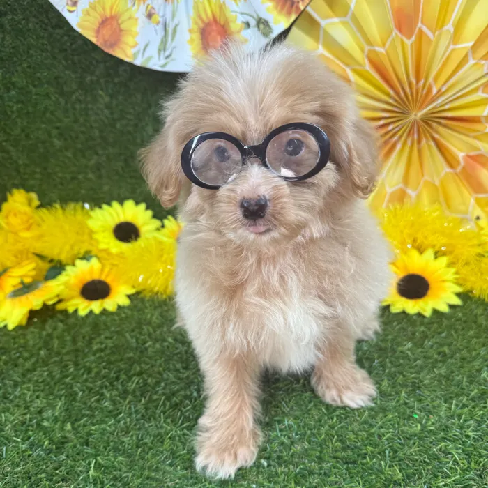 Male Pom-A-Poo puppy named Orange for sale at Puppy Dreams - Arlington.
