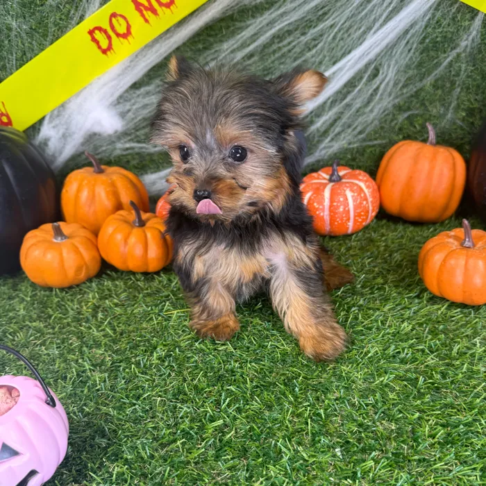 Female Yorkie puppy named Ellie for sale at Puppy Dreams - Arlington.