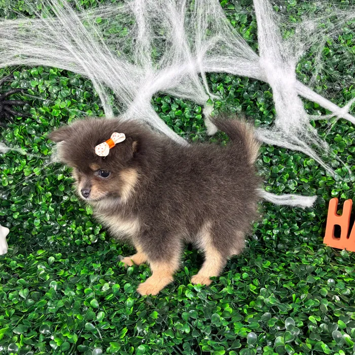Female Pomeranian puppy named Sheyla for sale at Puppy Dreams - North Richland Hills.
