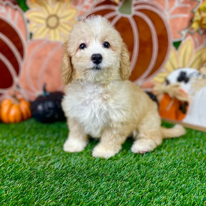 Female Bichon-Poodle puppy named Lola for sale at Puppy Dreams - Carrollton.
