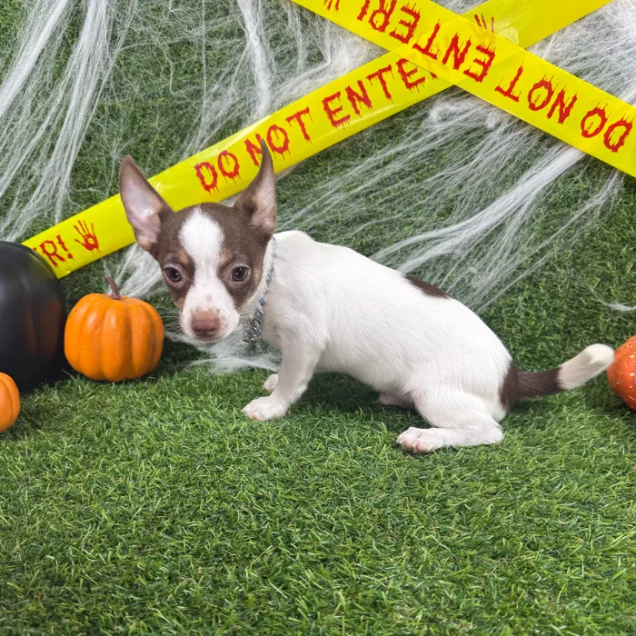 Male Chihuahua puppy named Gravy for sale at Puppy Dreams - Arlington.
