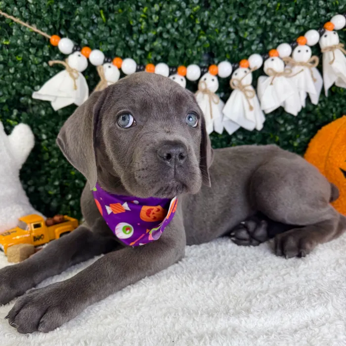 Female Cane Corso puppy named Bella for sale at Puppy Dreams - Garland.