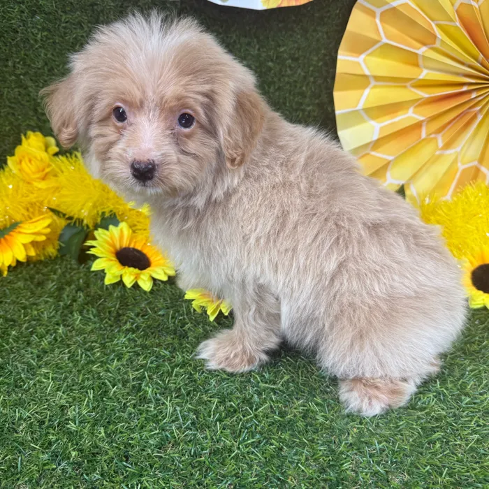 Male Pom-A-Poo puppy named Orange for sale at Puppy Dreams - Arlington.