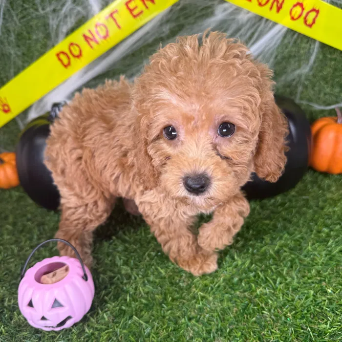 Male Mini Goldendoodle puppy named Loki for sale at Puppy Dreams - Arlington.