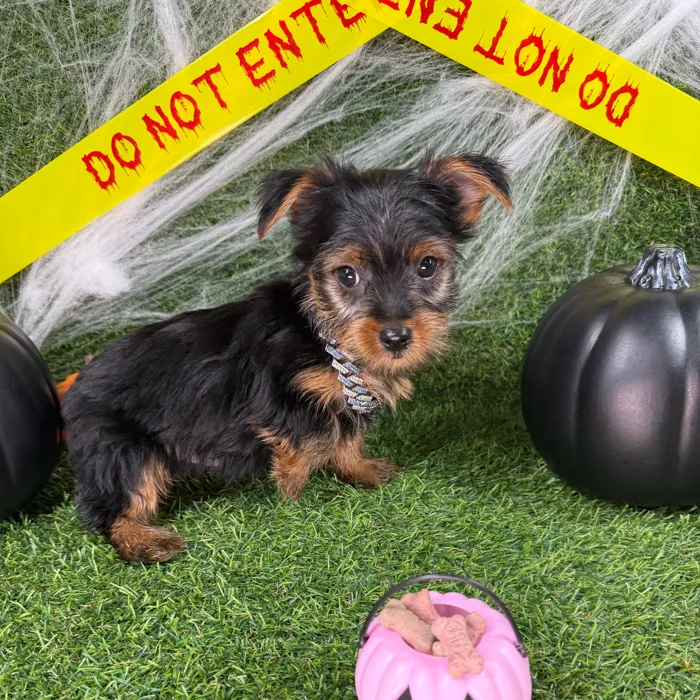 Male Yorkie puppy named Luie for sale at Puppy Dreams - Arlington.