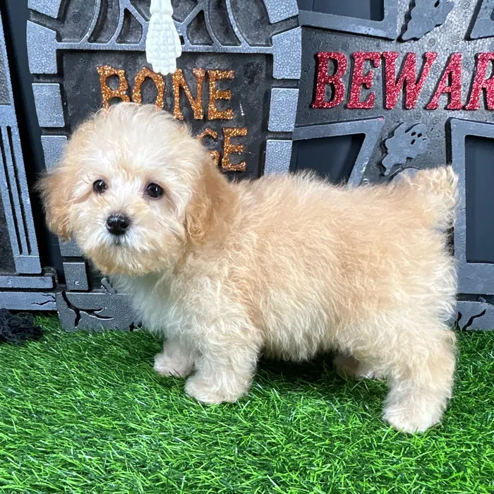 Female Mini Poodle puppy named Laurie for sale at Puppy Dreams - Mansfield.