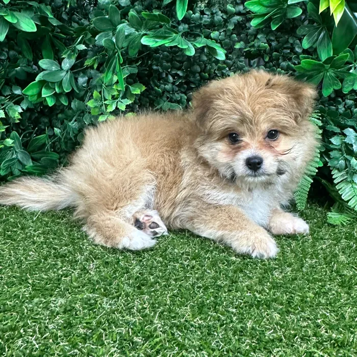 Female Pomachon puppy named Valezca for sale at Puppy Dreams - Parks Mall.
