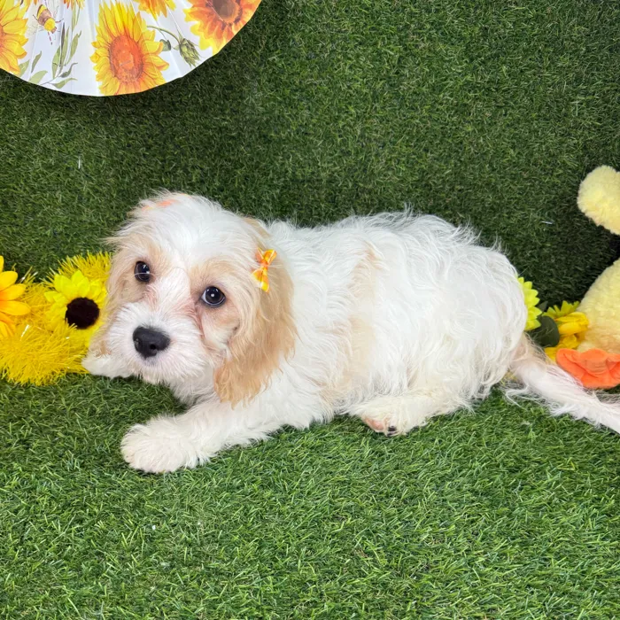 Female Cavachon puppy named Boba for sale at Puppy Dreams - Arlington.