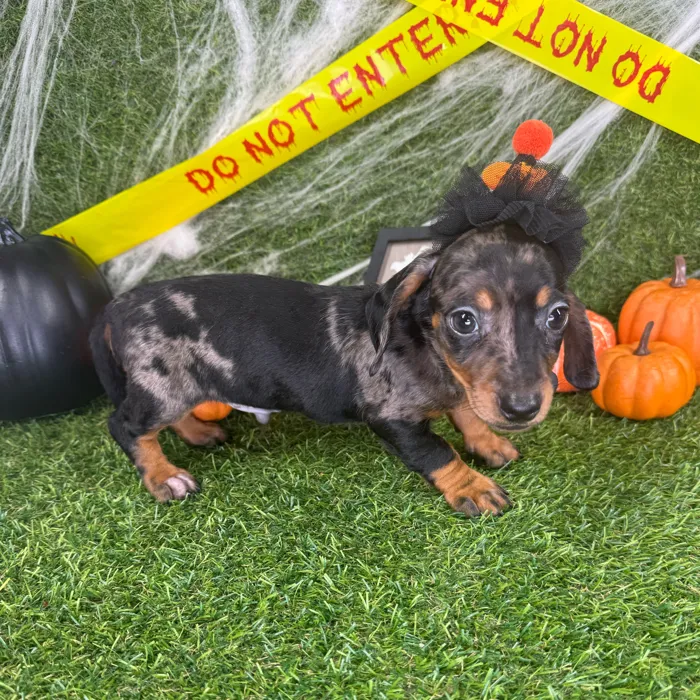 Male Dachshund puppy named Milo for sale at Puppy Dreams - Arlington.