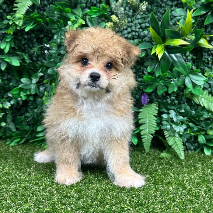 Female Pomachon puppy named Valezca for sale at Puppy Dreams - Parks Mall.