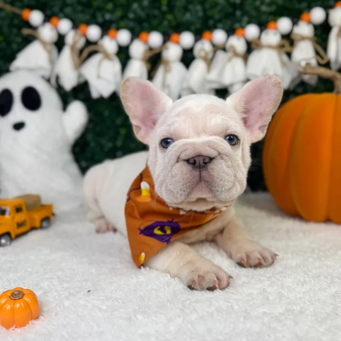 Male French Bulldog puppy named Koda for sale at Puppy Dreams - Garland.