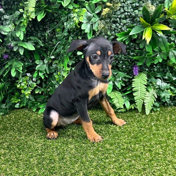 Female Min Pin puppy named Connie for sale at Puppy Dreams - Parks Mall.