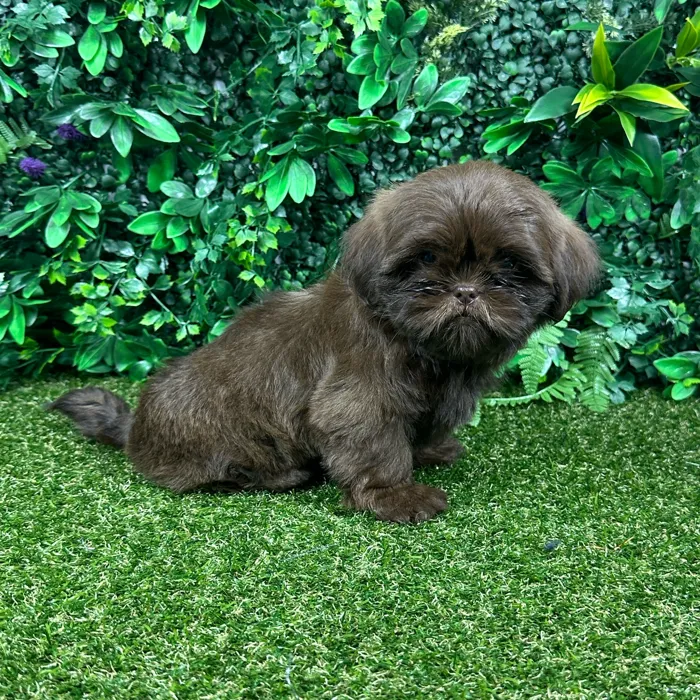 Female Shih Tzu puppy named Liz for sale at Puppy Dreams - Parks Mall.