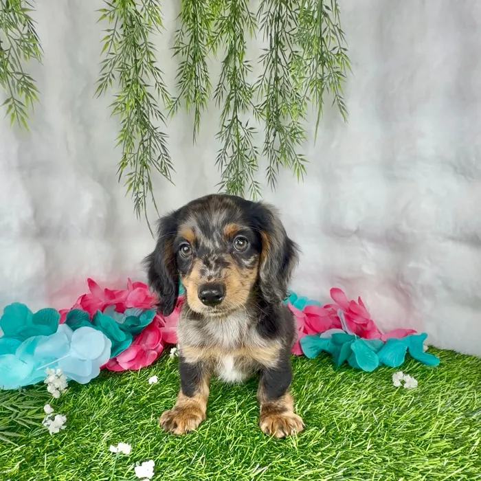 Male Dachshund puppy named Twix for sale at Puppy Dreams - Denton.