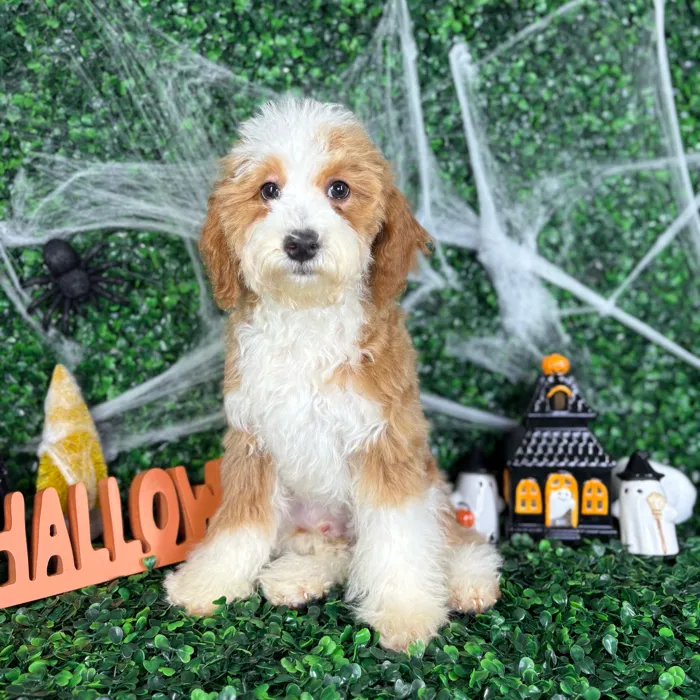 Male Mini Poodle puppy named Rex for sale at Puppy Dreams - North Richland Hills.