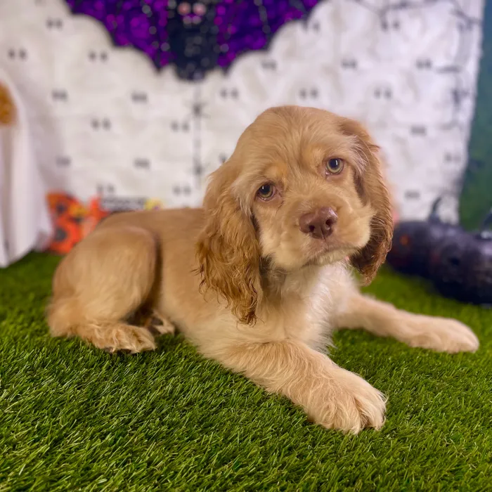 Male Cocker Spaniel puppy named Raiden for sale at Puppy Dreams - Carrollton.