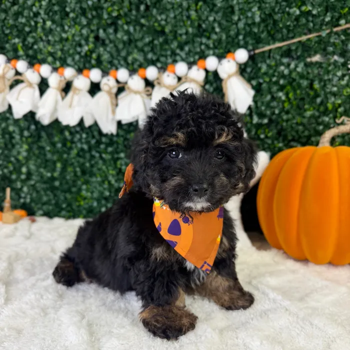 Male Cavapoo puppy named Louis for sale at Puppy Dreams - Garland.