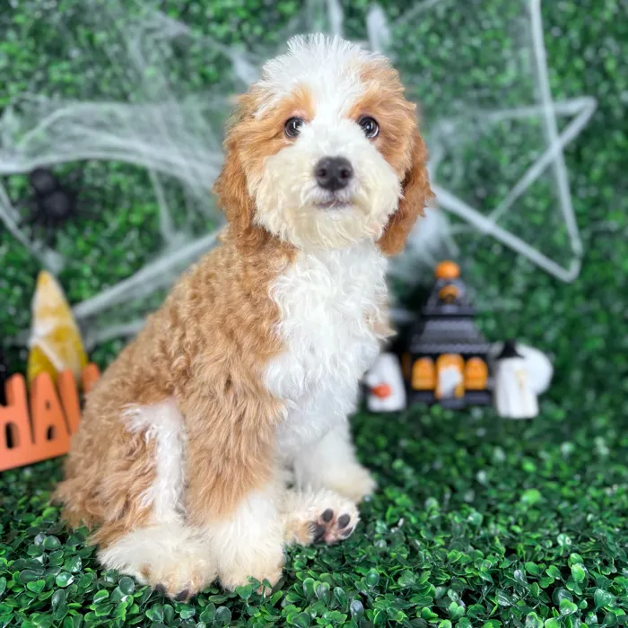 Male Mini Poodle puppy named Rex for sale at Puppy Dreams - North Richland Hills.