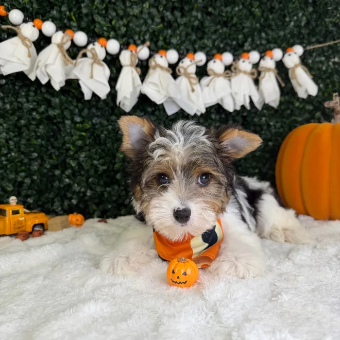 Male Yorkie puppy named Bluey for sale at Puppy Dreams - Garland.
