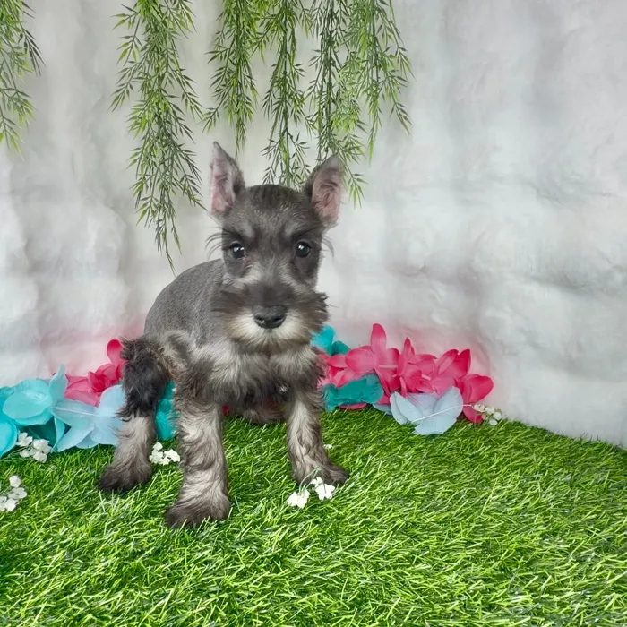 Female Mini Schnauzer puppy named Sundae for sale at Puppy Dreams - Denton.