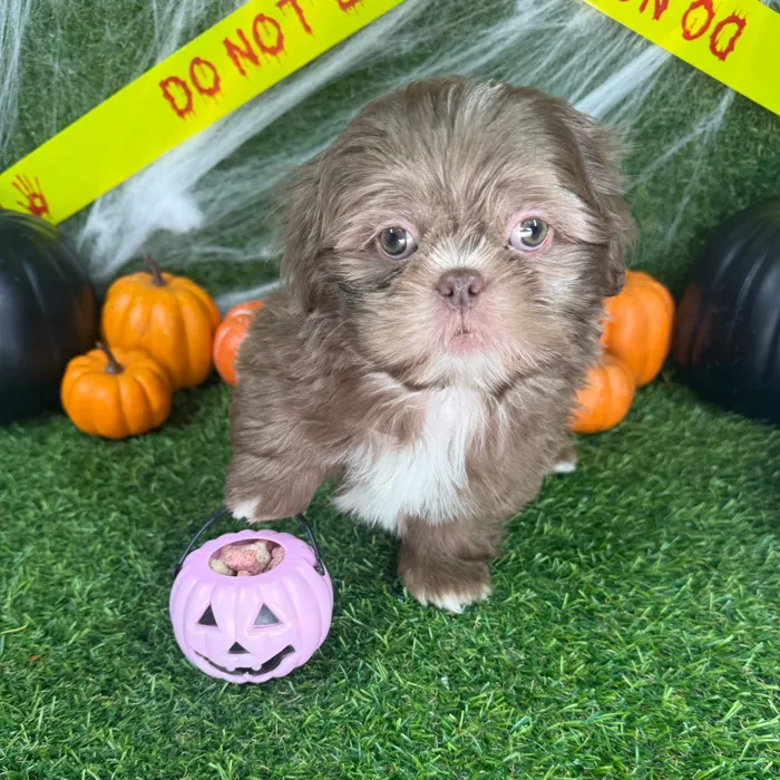 Male Shih Tzu puppy named Theador for sale at Puppy Dreams - Parks Mall.