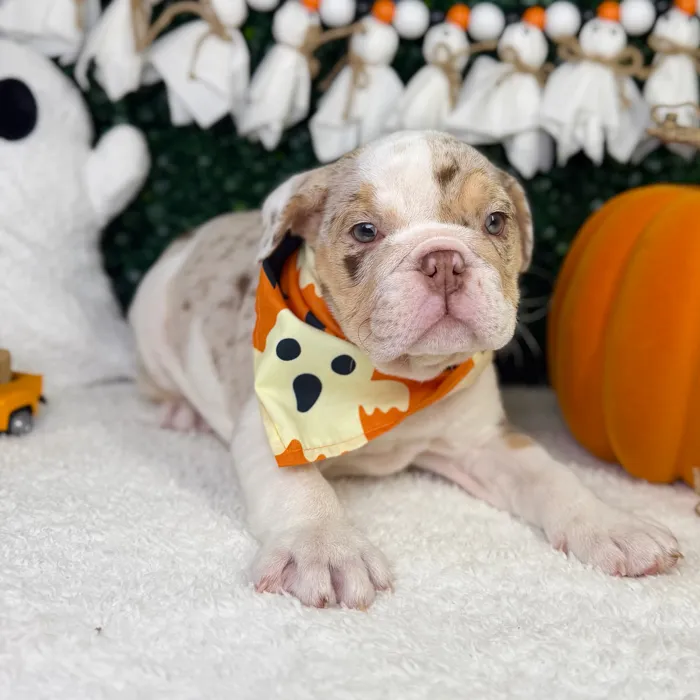 Male English Bulldog puppy named Wally for sale at Puppy Dreams - Garland.