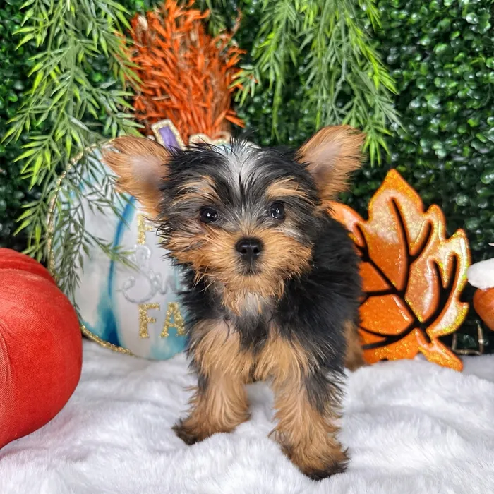 Male Yorkie puppy named Spooky for sale at Puppy Dreams - Denton.