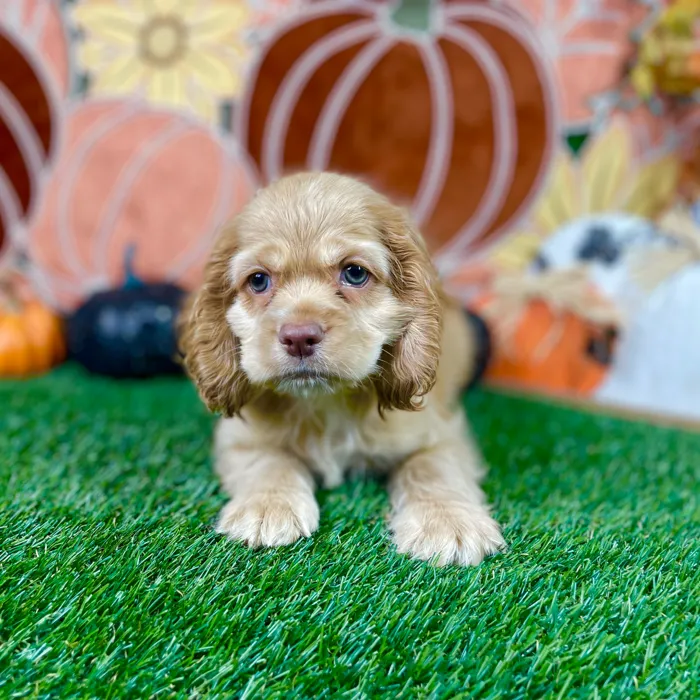 Male Cocker Spaniel puppy named Raiden for sale at Puppy Dreams - Carrollton.
