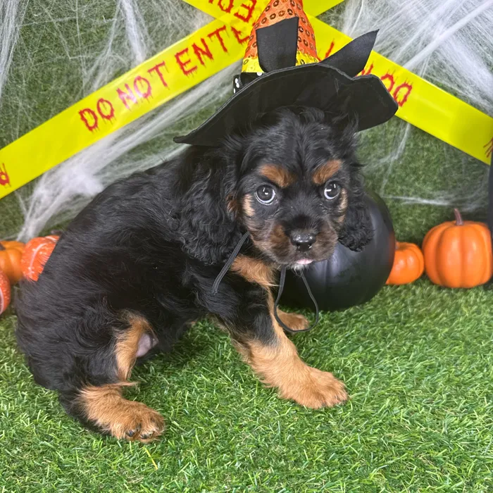 Female Cavalier King Charles Spaniel puppy named Nova for sale at Puppy Dreams - Arlington.