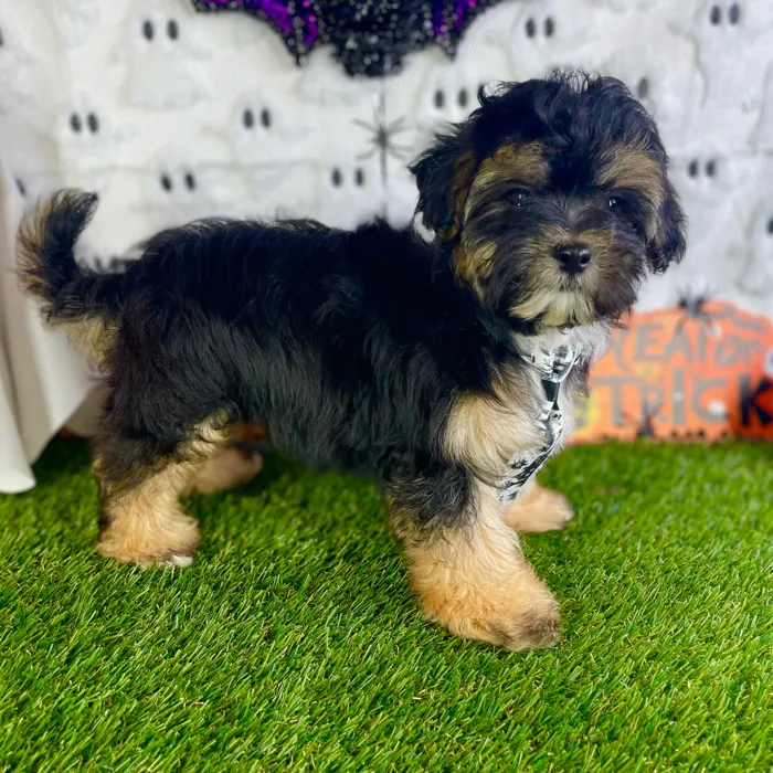 Male Shipoo puppy named Otto for sale at Puppy Dreams - Carrollton.