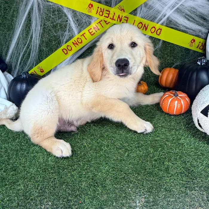 Male Golden Retriever puppy named Sunny for sale at Puppy Dreams - Arlington.