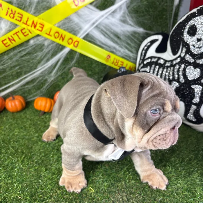 Male English Bulldog puppy named Chubbs for sale at Puppy Dreams - Arlington.