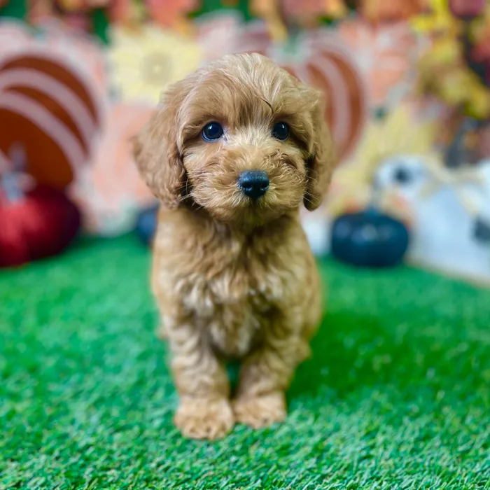 Male Mini Goldendoodle puppy named Buster for sale at Puppy Dreams - Carrollton.