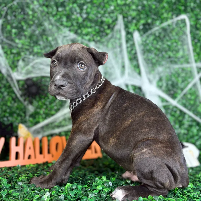 Male Cane Corso puppy named Bones for sale at Puppy Dreams - North Richland Hills.
