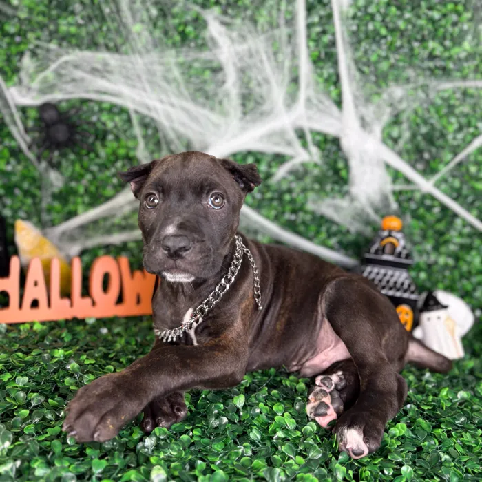 Male Cane Corso puppy named Bones for sale at Puppy Dreams - North Richland Hills.
