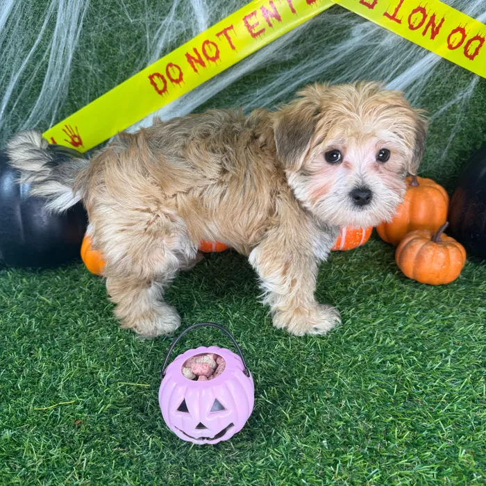 Male Morkie puppy named Benny for sale at Puppy Dreams - Arlington.
